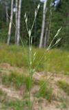 Juncus bufonius