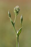 Macroselinum latifolium. Верхушка расцветающего растения. Ростовская обл., Мясниковский р-н, окр. пл. Мартыново, пойменный луг. 14.04.2013.