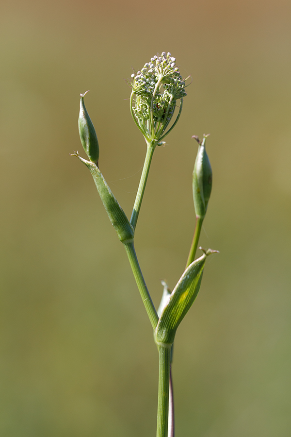 Изображение особи Macroselinum latifolium.