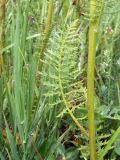 Pedicularis dolichorrhiza