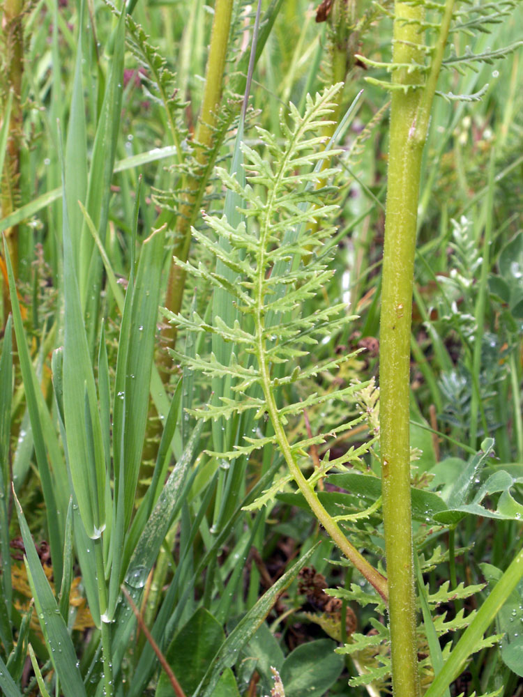 Image of Pedicularis dolichorrhiza specimen.