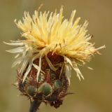 Centaurea rigidifolia. Соцветие. Ростовская обл., Неклиновский р-н, Андреево-Мелентьевское с/п, балка Сухая. 16.07.2013.