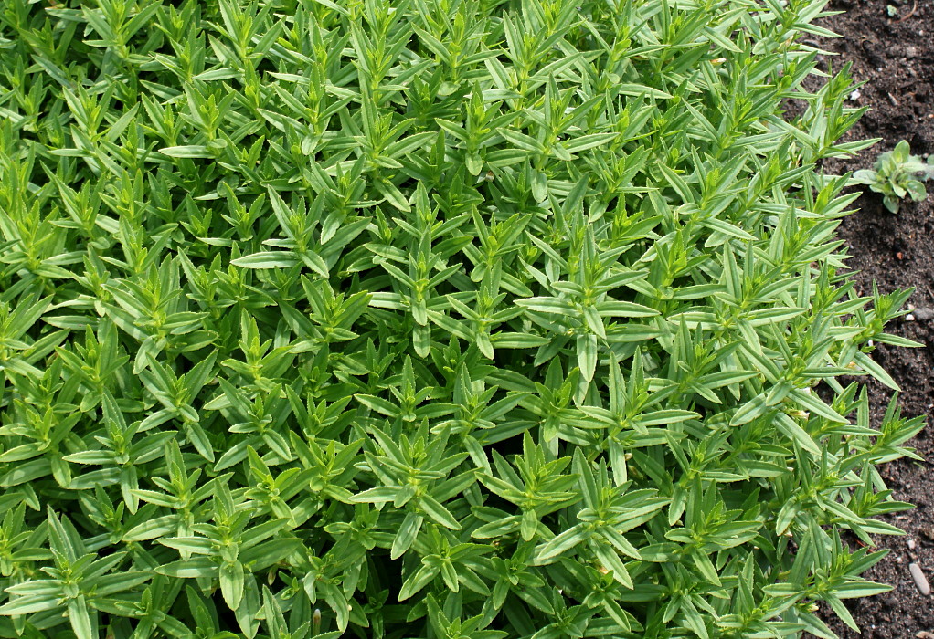 Image of Gratiola officinalis specimen.