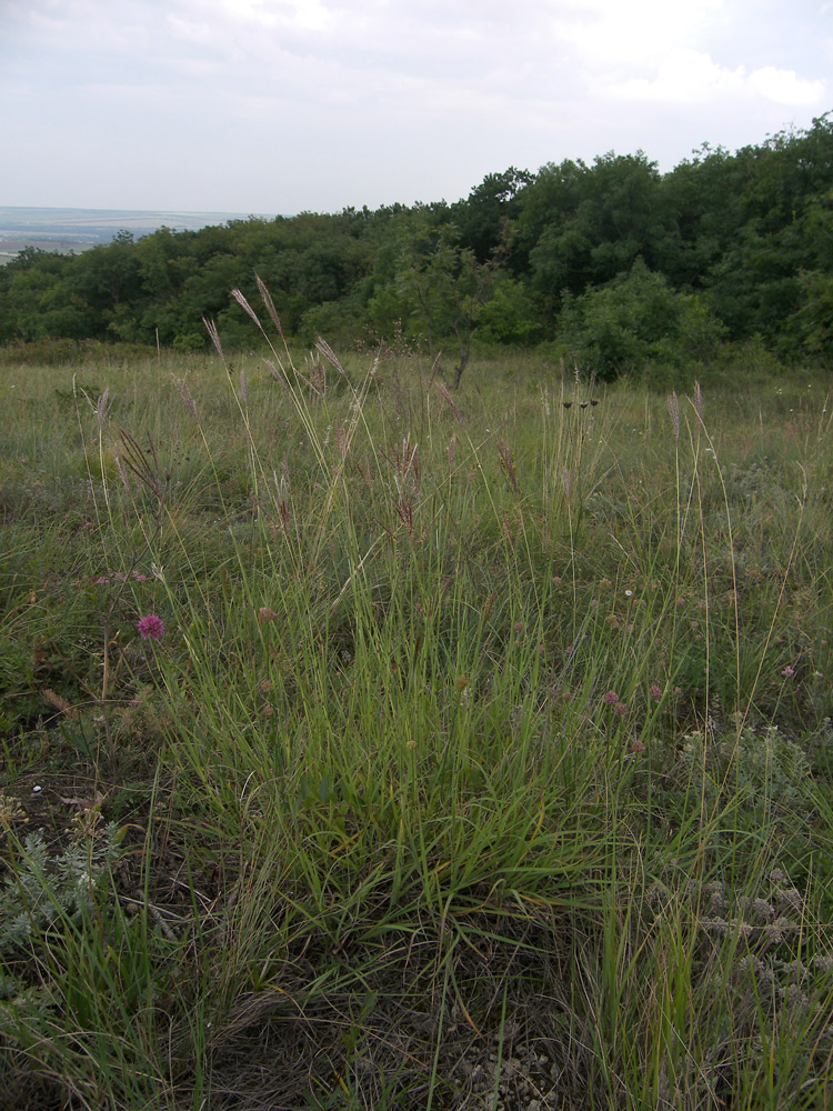 Изображение особи Bothriochloa ischaemum.