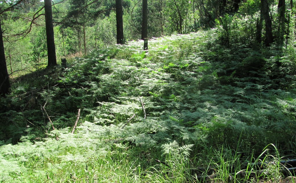 Изображение особи Pteridium pinetorum.