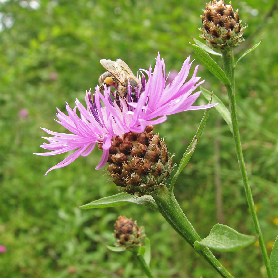 Изображение особи род Centaurea.