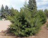 Juniperus virginiana