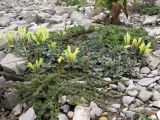 Scutellaria novorossica