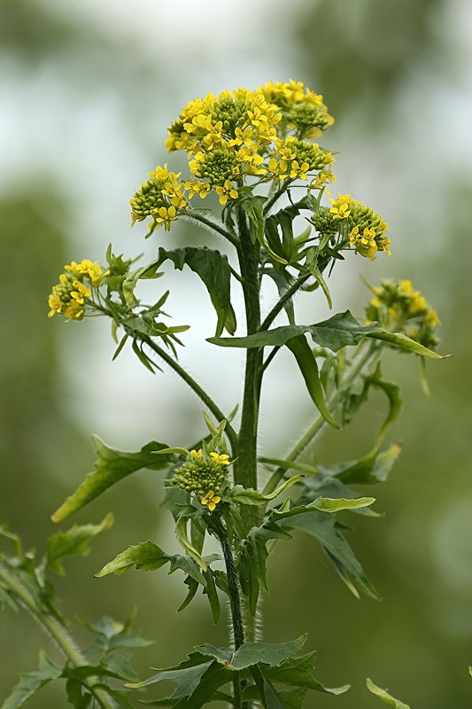 Image of Sisymbrium loeselii specimen.