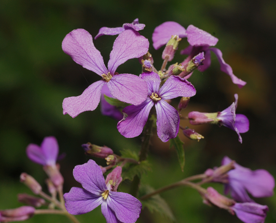 Изображение особи род Hesperis.