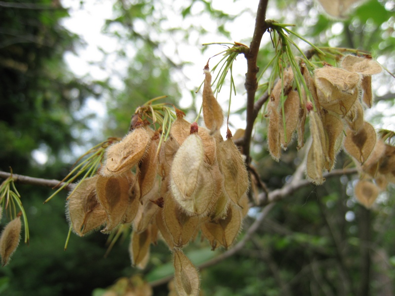 Изображение особи Ulmus laevis.