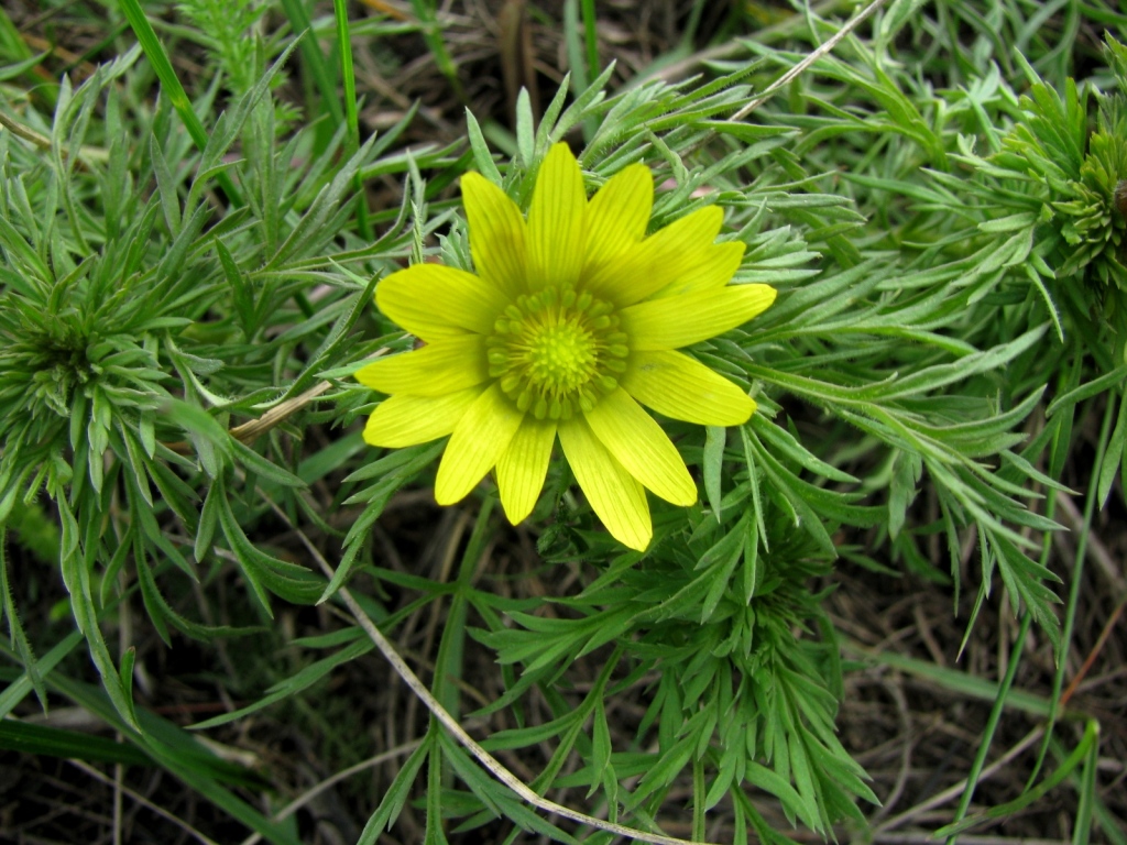 Image of Adonis volgensis specimen.