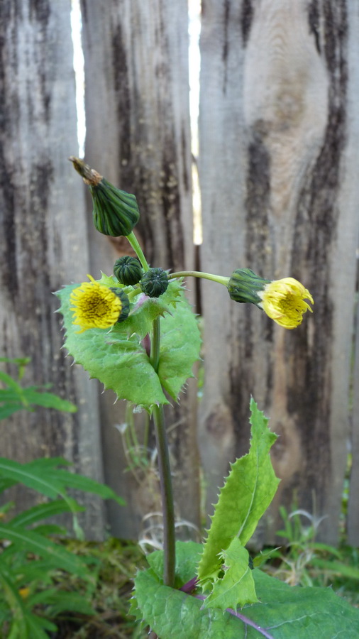 Image of Sonchus asper specimen.