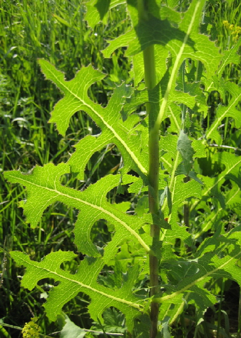 Изображение особи Lactuca serriola.