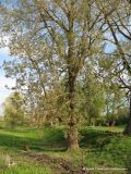 Populus nigra. Дерево, распускающее листья. Беларусь, Гродненская обл., г. Новогрудок. 10.05.2013.