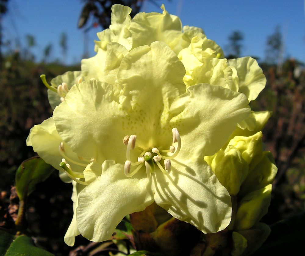 Изображение особи Rhododendron aureum.