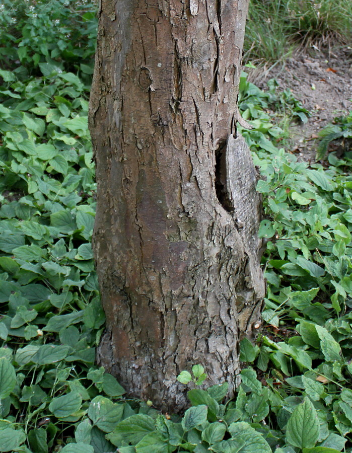 Изображение особи Malus × zumi.