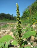 Amaranthus blitum. Верхушка цветущего растения. Абхазия, Гагрский р-н, окр. г. Пицунда, берег оз. Инкит. 11.06.2012.