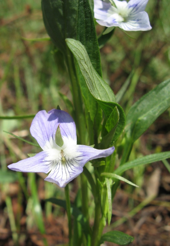 Image of Viola pumila specimen.
