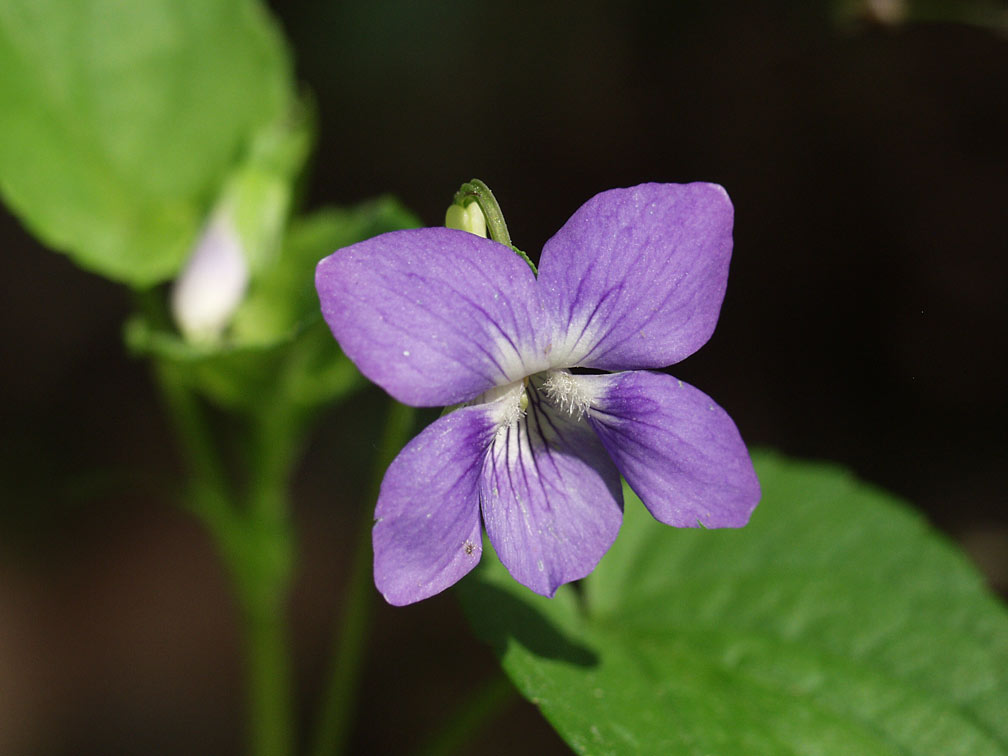 Image of Viola canina specimen.