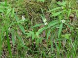 Vicia venosa