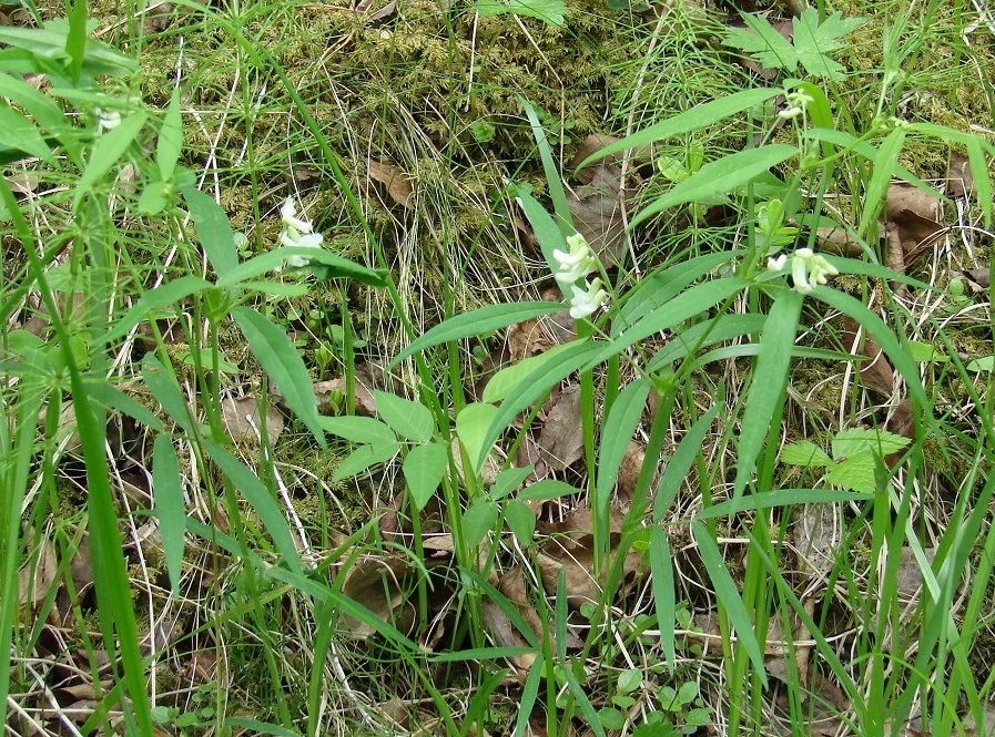 Image of Vicia venosa specimen.