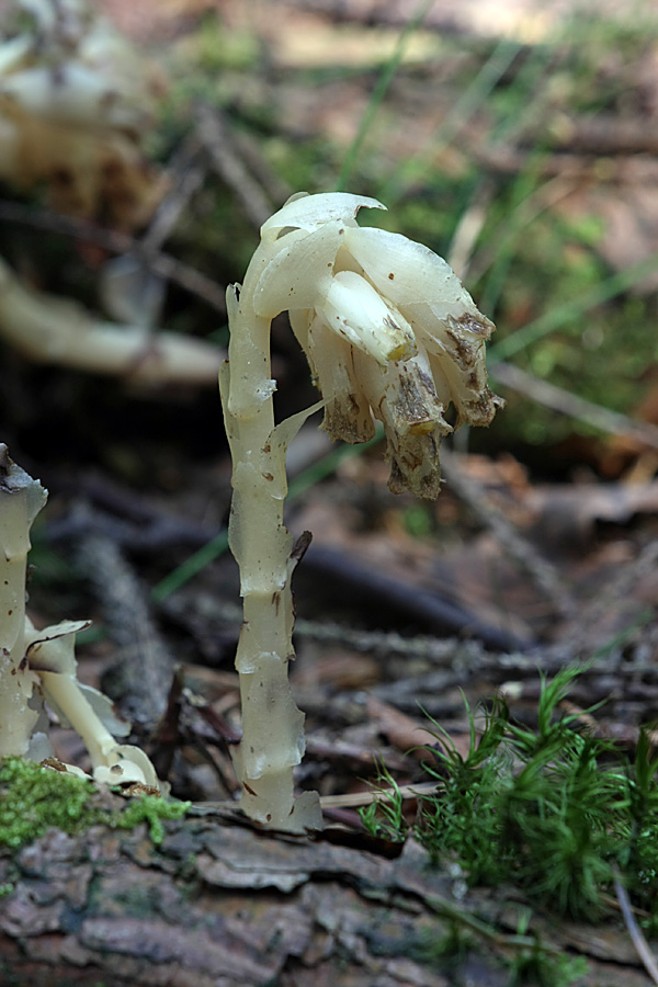 Image of Hypopitys monotropa specimen.