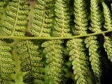 Athyrium monomachii