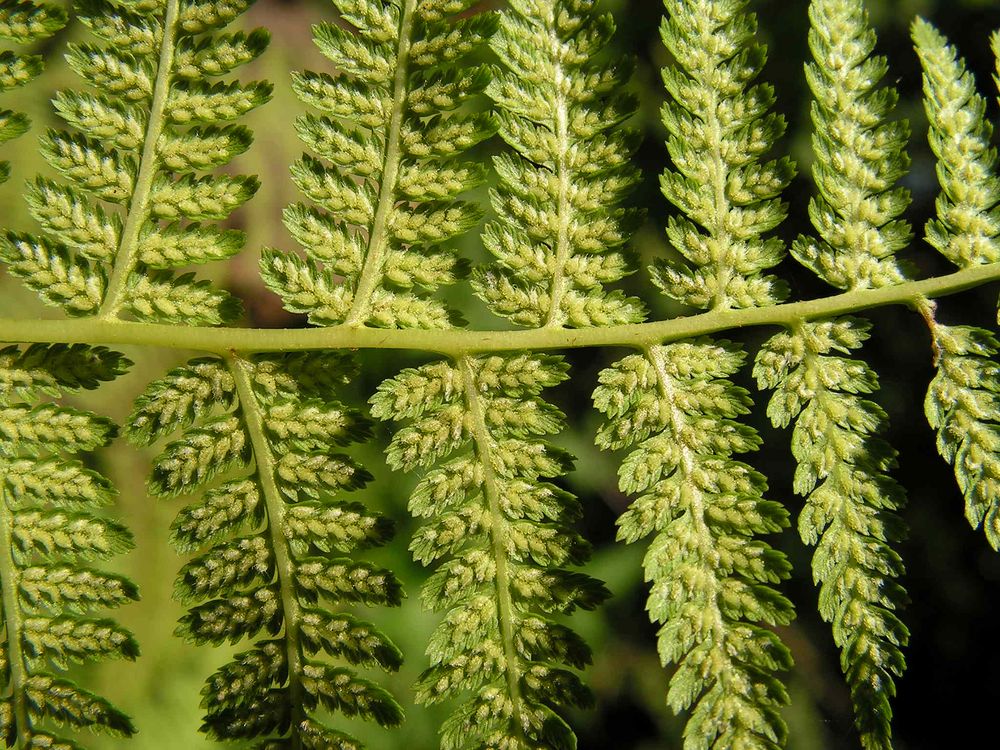 Image of Athyrium monomachii specimen.