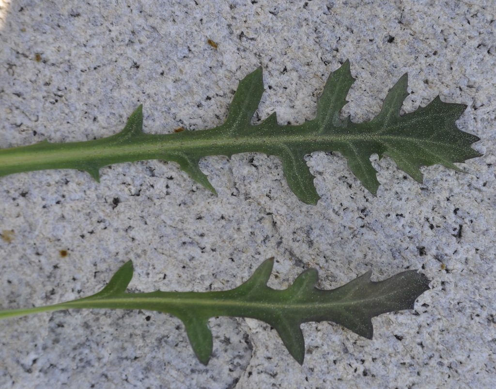 Image of Reichardia picroides specimen.