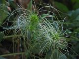 Clematis orientalis