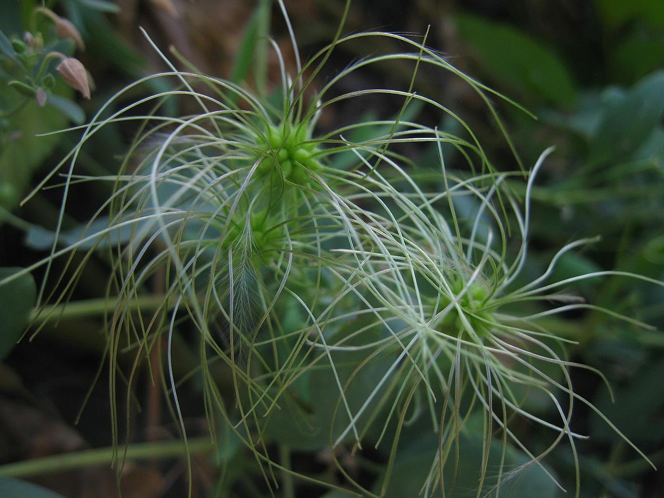 Image of Clematis orientalis specimen.