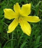 Hemerocallis lilio-asphodelus