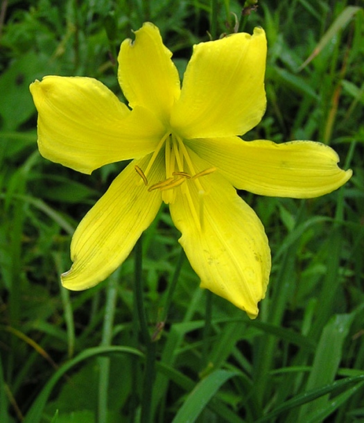 Image of Hemerocallis lilio-asphodelus specimen.