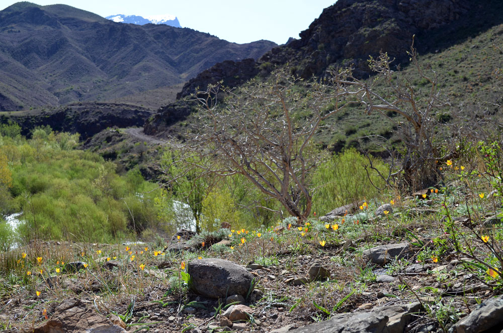 Image of Tulipa ferganica specimen.