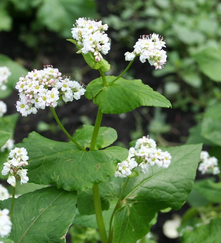 Изображение особи Fagopyrum esculentum.