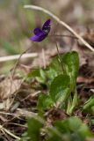 Viola odorata