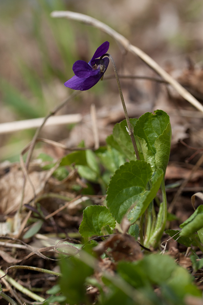 Image of Viola odorata specimen.