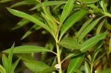 Myoporum acuminatum. Верхушка побега. Израиль, Шарон, пос. Кфар Шмариягу, в культуре. 17.03.2014.