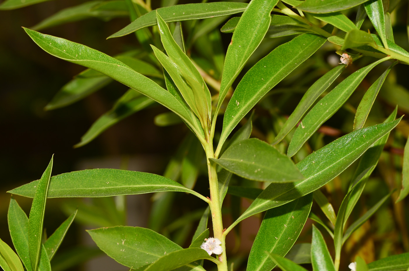 Изображение особи Myoporum acuminatum.