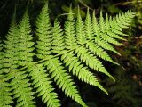 genus Athyrium