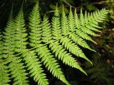 род Athyrium