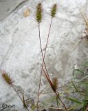 Setaria viridis