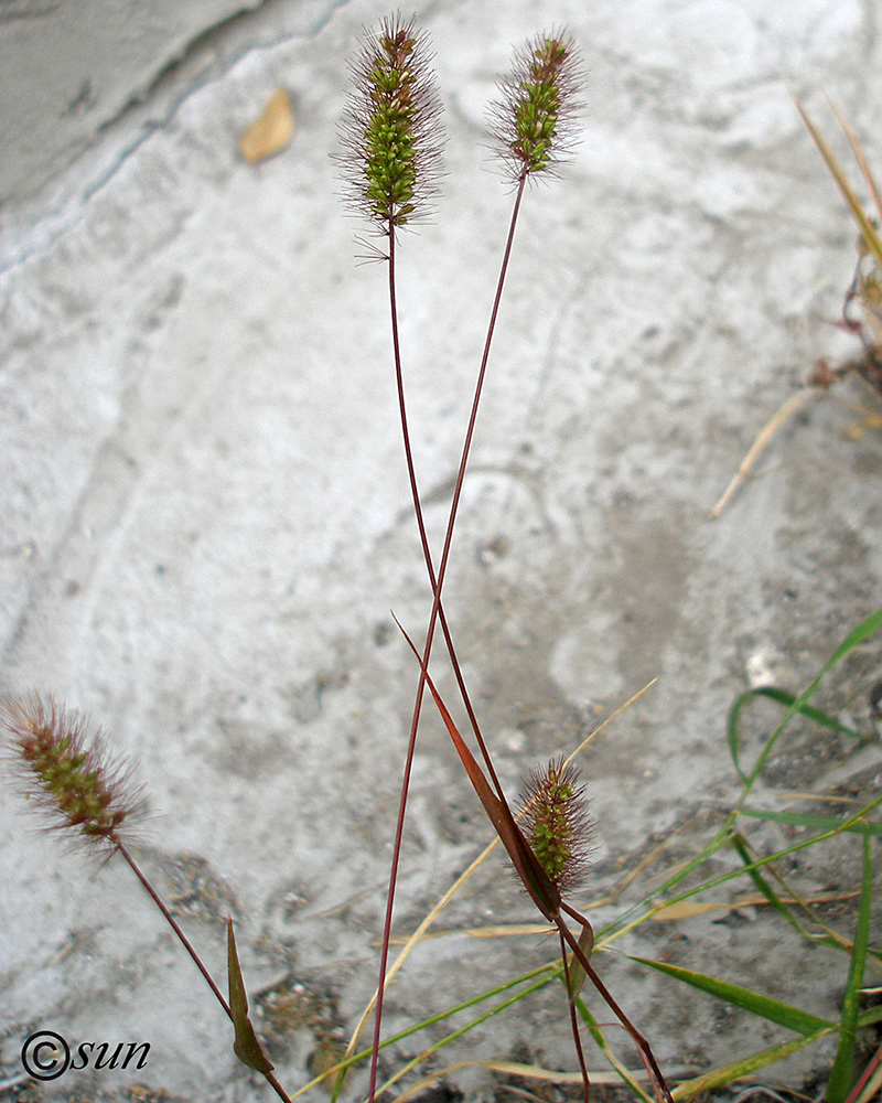 Image of Setaria viridis specimen.