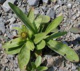 Inula orientalis. Растение с нераспустившимся соцветием. Германия, г. Дюссельдорф, Ботанический сад университета. 04.05.2014.