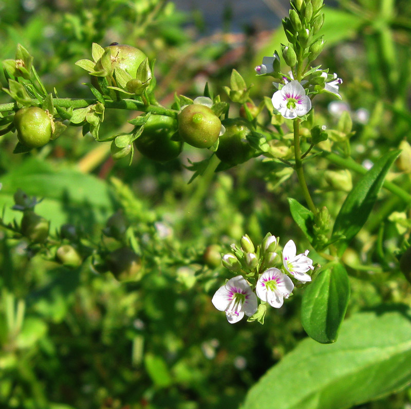 Image of Veronica anagallis-aquatica specimen.