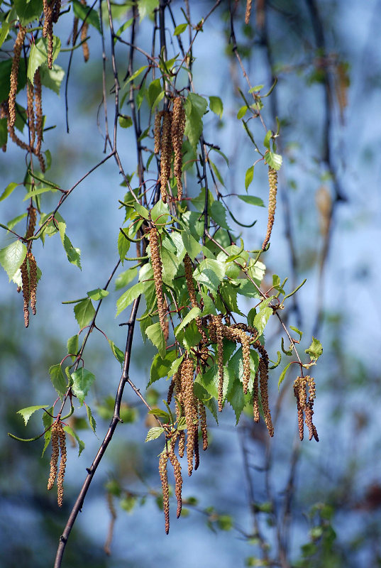 Image of Betula pendula specimen.