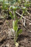 genus Valerianella. Цветущее растение. Ставропольский край, Бештаугорский заказник. 04.05.2014.