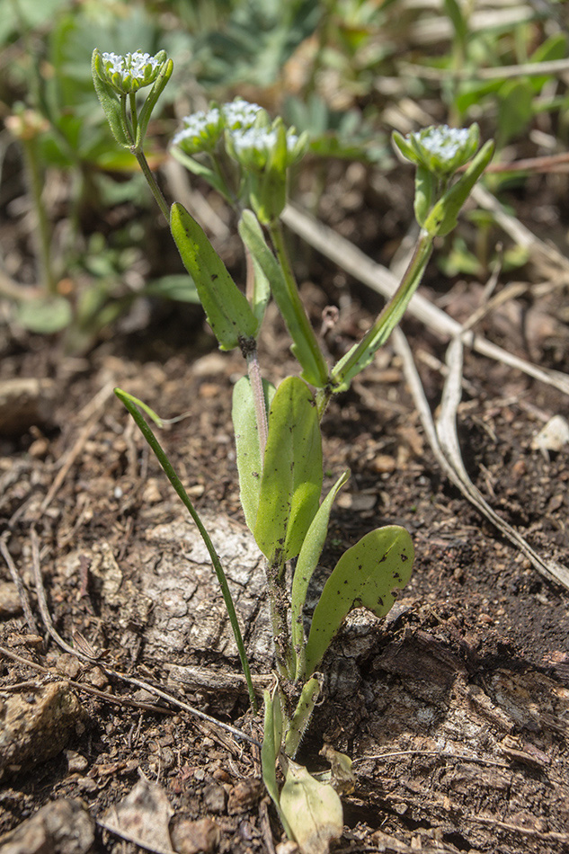 Image of genus Valerianella specimen.