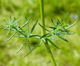 Galium verum